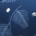 Navy Fern